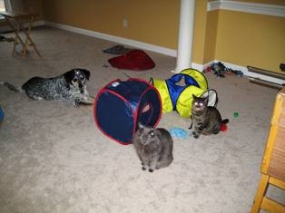 Courtney\'s Murph, Mr. Meow, and Tabby.